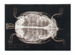 2024 Topps Topps Allen and Ginter X-Rayd Western Box Turtle